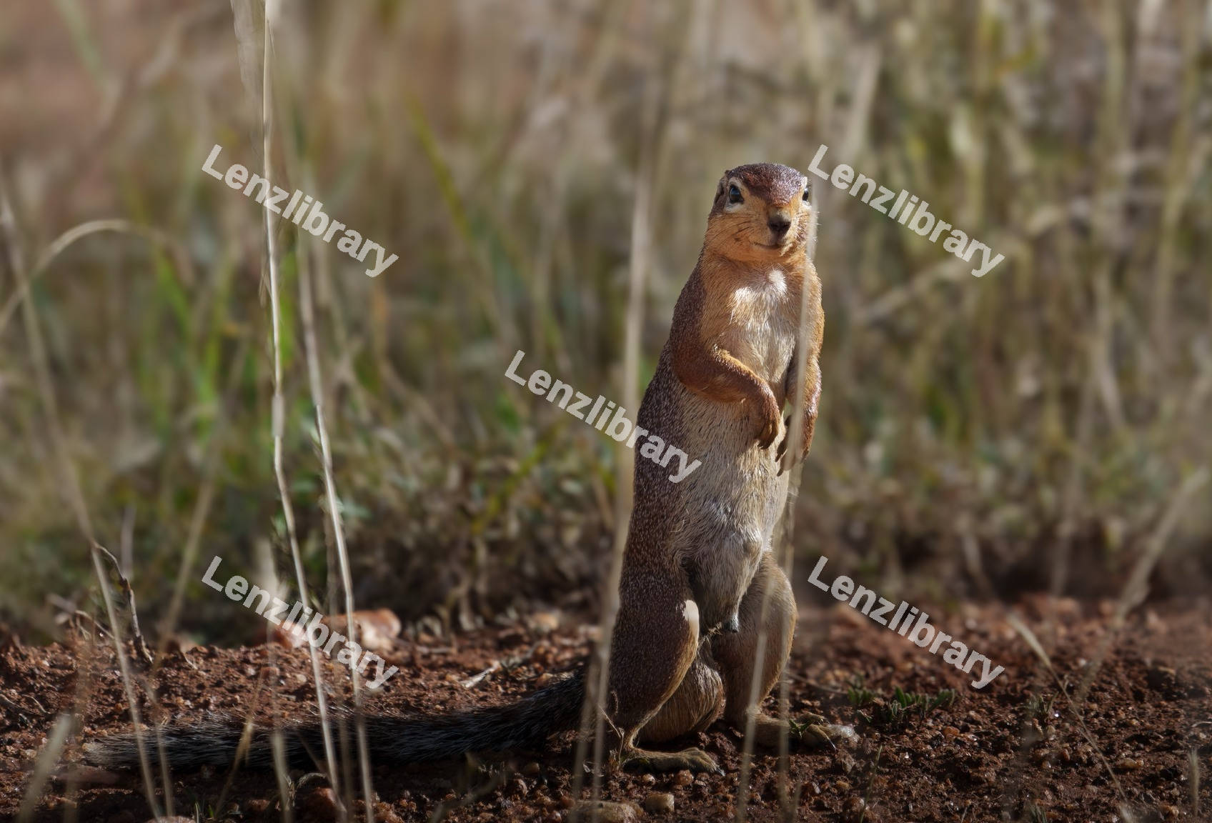 Unstriped ground squirrel